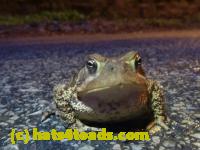 /home//u458753944/public_html/sourcegallery///////Roxborough Toad Detour/2013-2019/2013/2013-05-19/P1120437.JPG